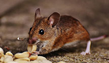 24 Hour & Emergency Exterminators in Susank, KS